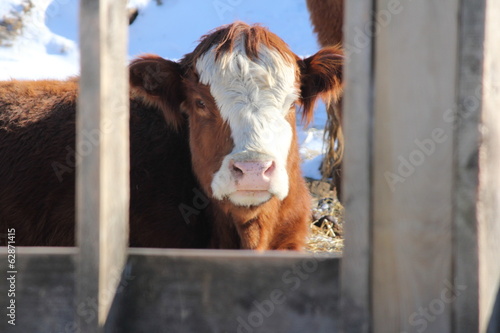 Cows in Holding-Pen