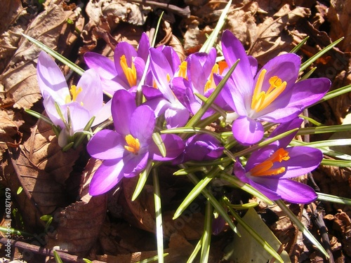 crocus photo