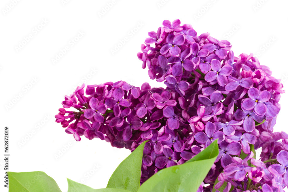 Branch of  lilac flowers close up