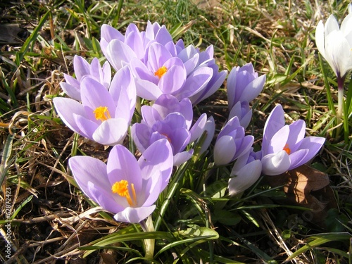 crocus photo