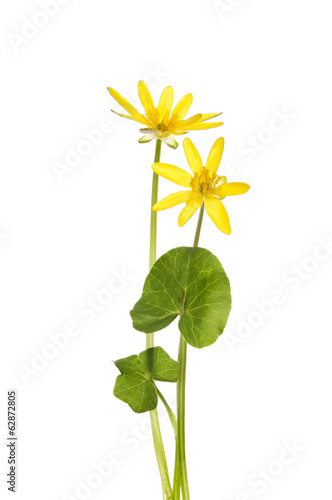 Celendine photo