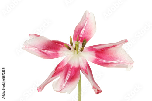 Tulip flower