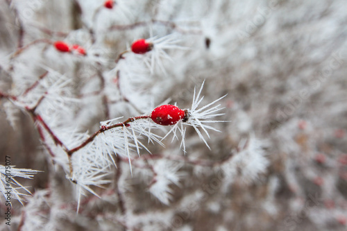 Rosehip branches covered with hoarfrost