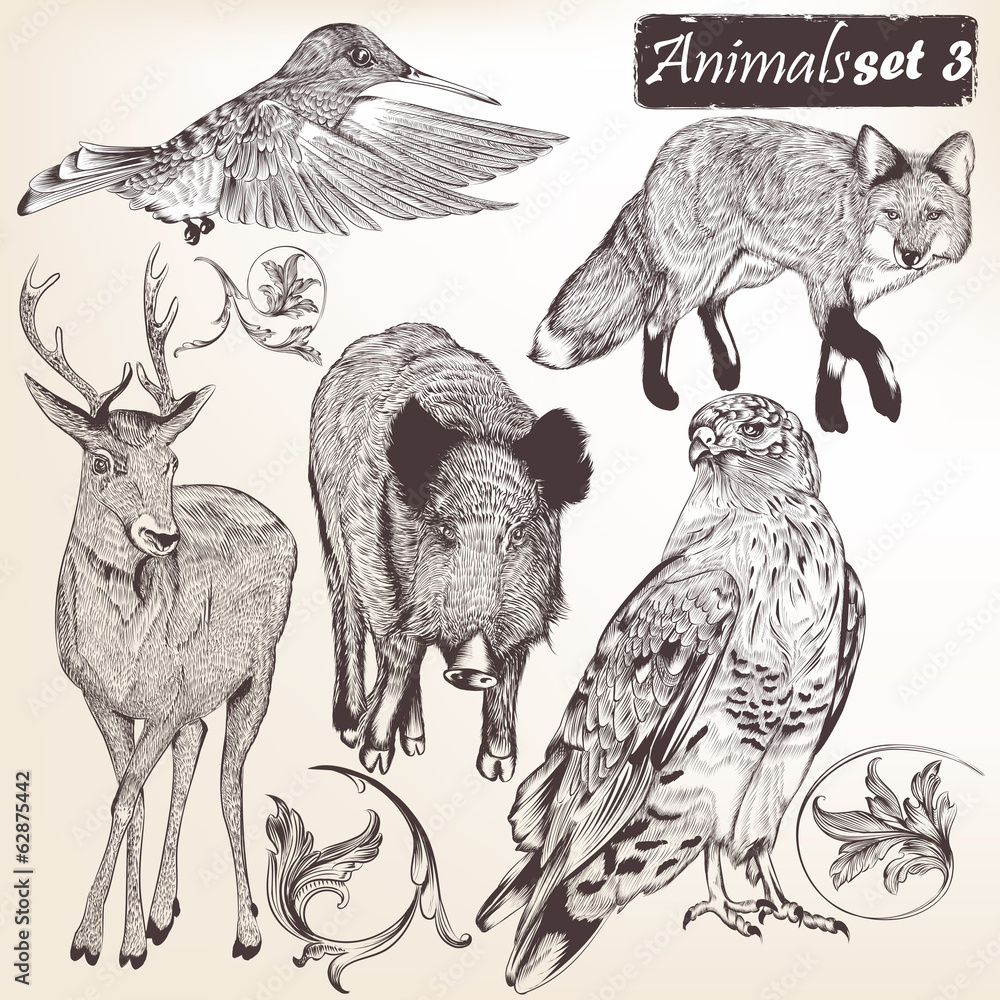 Fototapeta premium Collection of vector hand drawn detailed animals