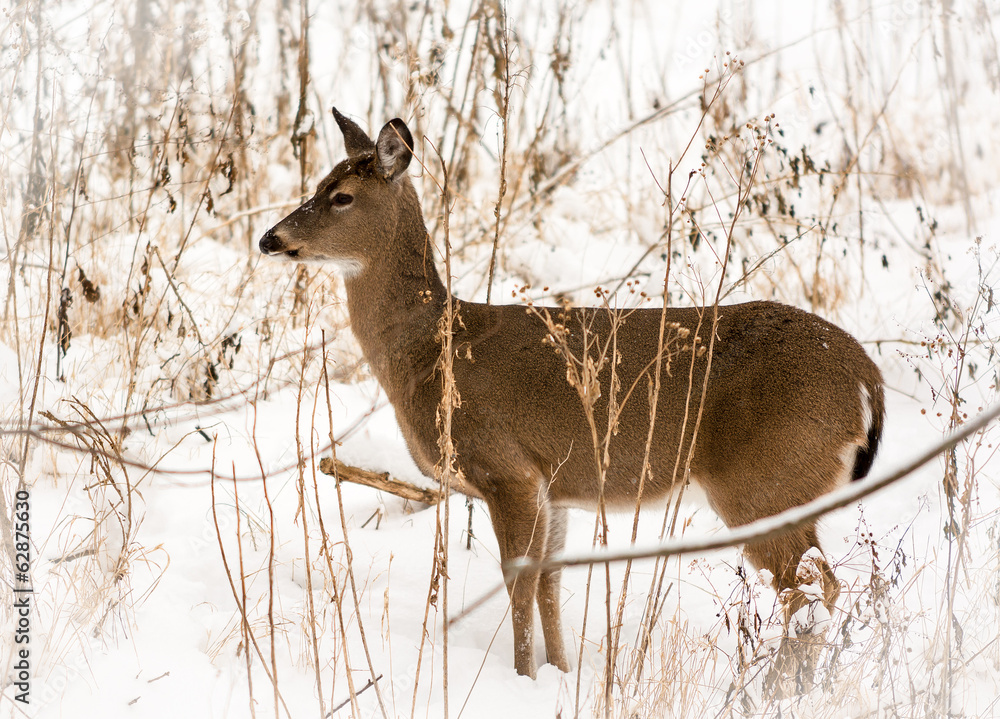 Fototapeta premium White Tailed Deer