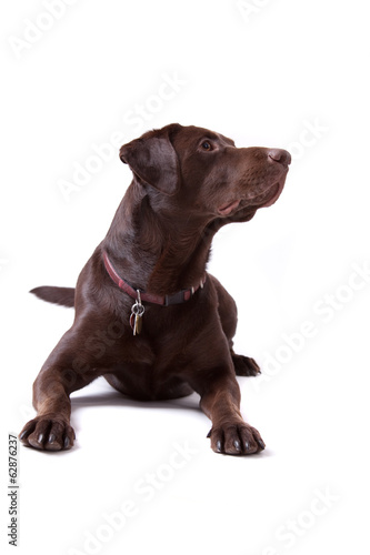 Chocolate Labrador Dog on white background