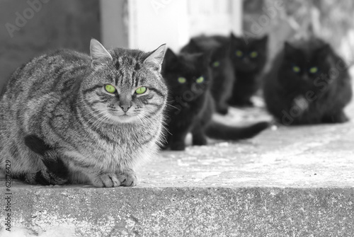 Photography Group of cats