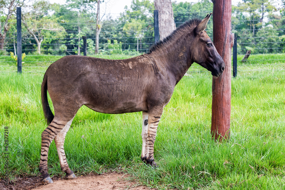 Obraz premium Zonkey, Half Zebra Half Donkey