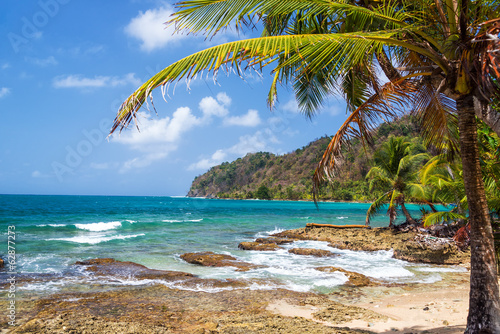 Palm Tree and Caribbean Sea photo