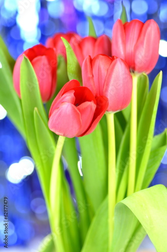 piękne czerwone tulipany na tle bokeh