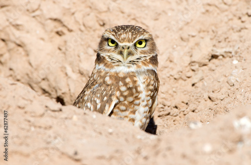 Принти на полотні Burrowing Owl sitting in the nest hole