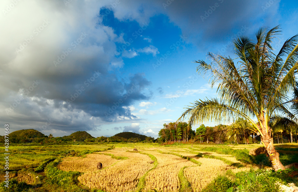 Obraz premium Rice Fields of Bohol