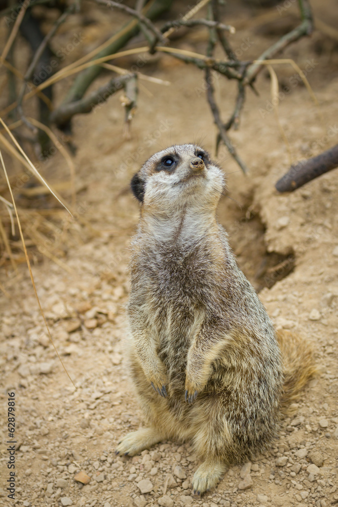 meerkats mongoose observing meerkats mongoose observing