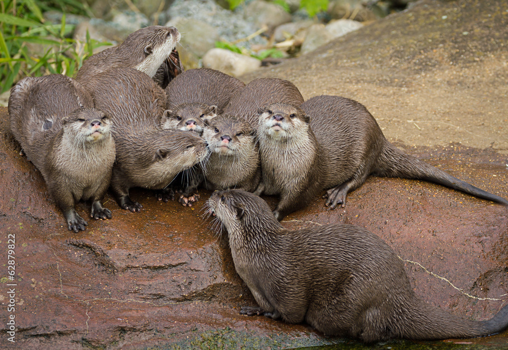 Obraz premium Lovely playful otters