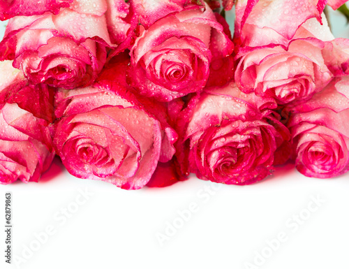 Fresh pink roses on white