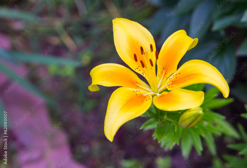 Perfect lily flower Perfect lily flower