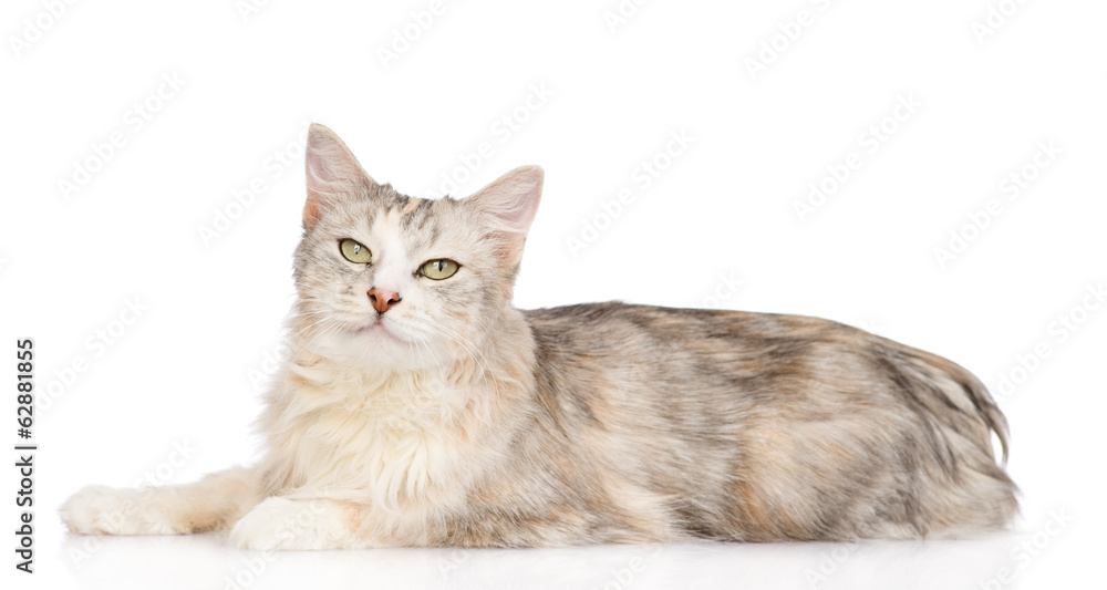 Obraz premium mixed breed cat looking at camera. isolated on white background