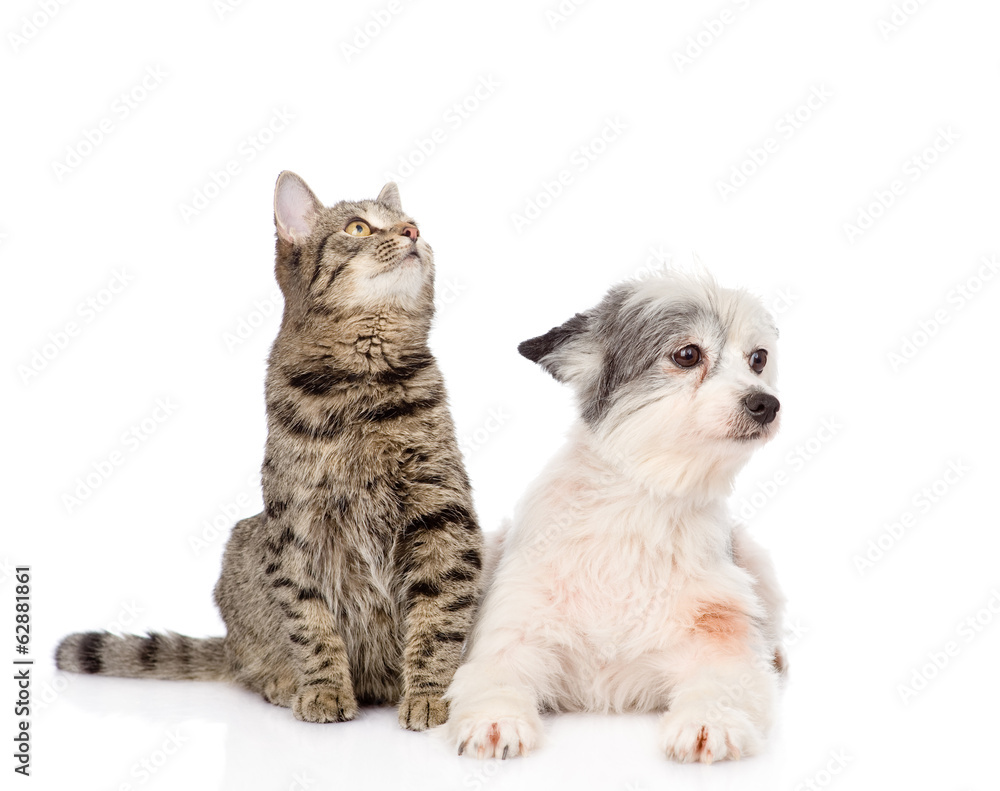 cat and dog lie nearby. isolated on white background cat and dog lie nearby. isolated on white background