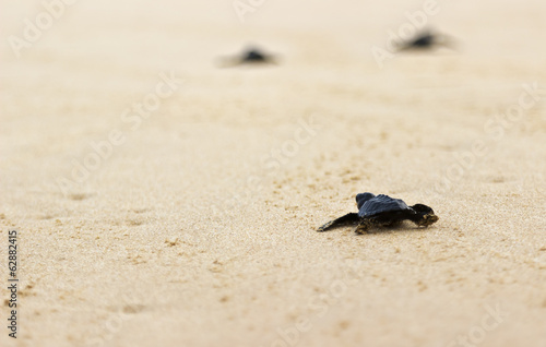 Little turtles goes to freedom in ocean, Sri Lanka © azamotkin