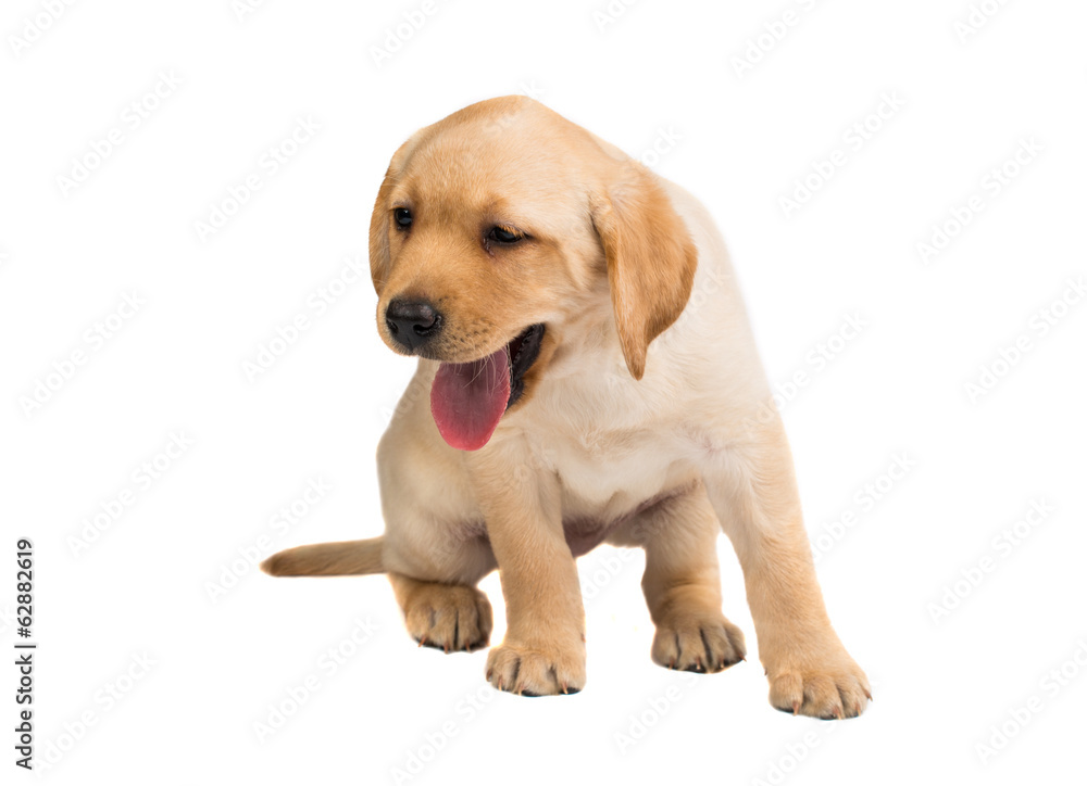 labrador puppy isolated labrador puppy isolated