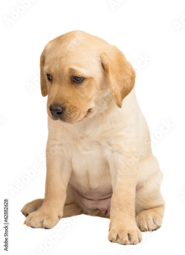 labrador puppy isolated