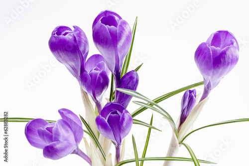 some  flowers of violet crocus isolated on white background