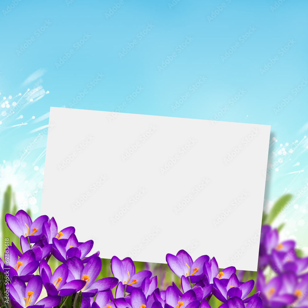 Fototapeta premium Postcard with fresh flowers crocus and empty place for your te