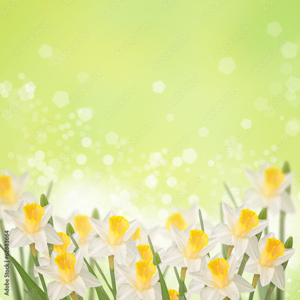 Postcard with fresh daffodils and place for your text Postcard with fresh daffodils and place for your text