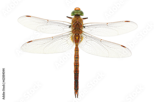 dragonfly isolated on white background