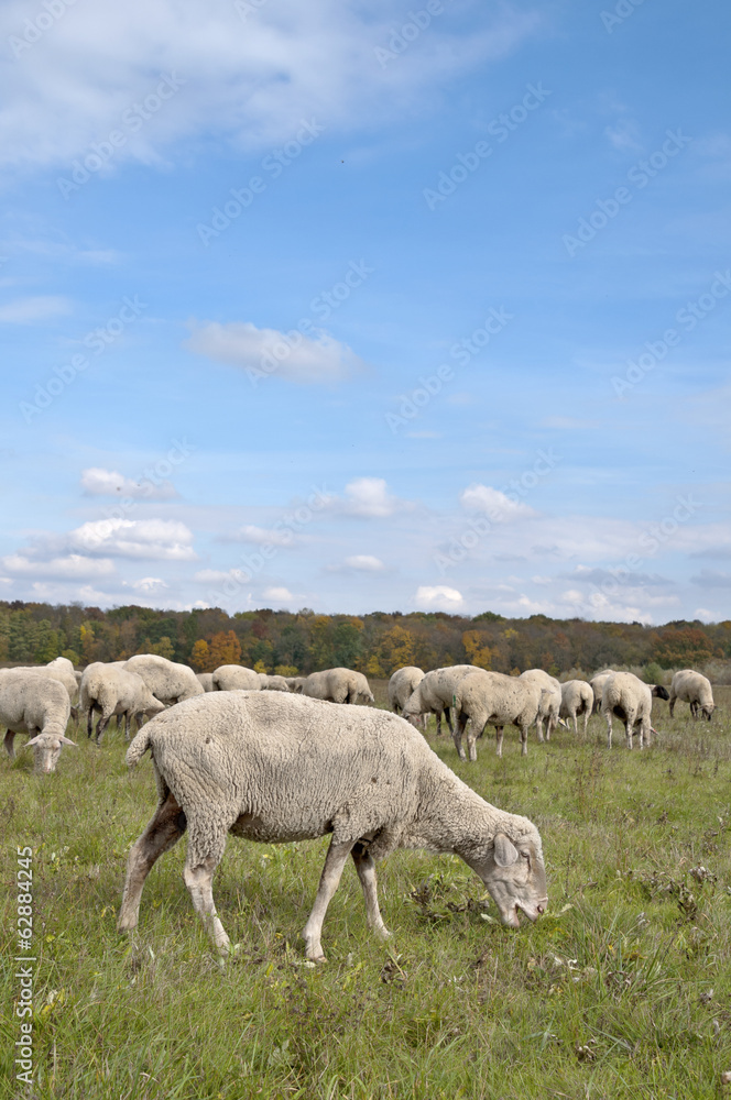 Obraz premium Sheep on autumn color meadow