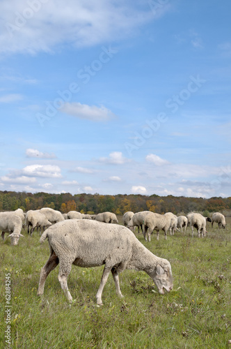 Sheep on autumn color meadow