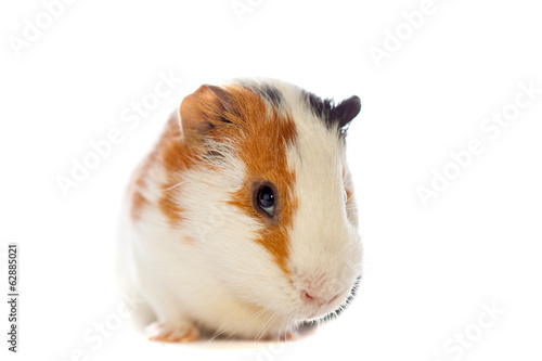 guinea pig closeup isolated over white background