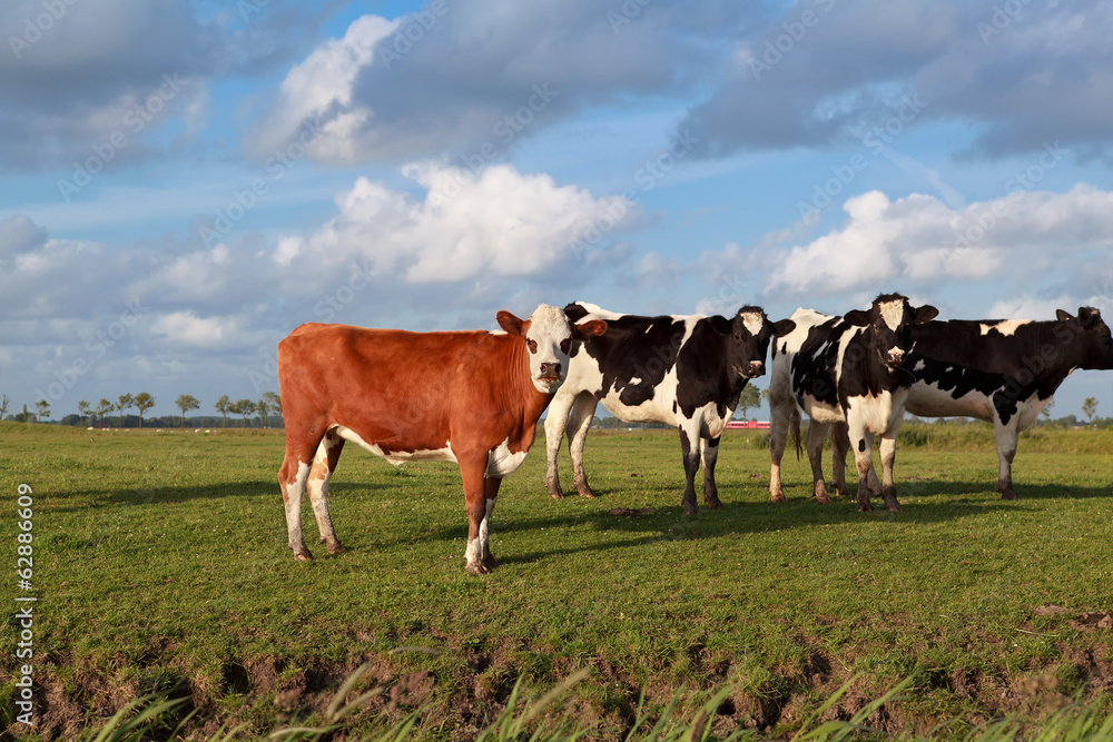 few cows on pasture over blue sky few cows on pasture over blue sky