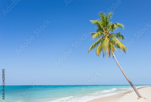 Fototapeta Naklejka Na Ścianę i Meble -  Coconut tree at the beach