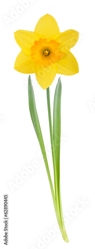 Vászonkép Yellow daffodil