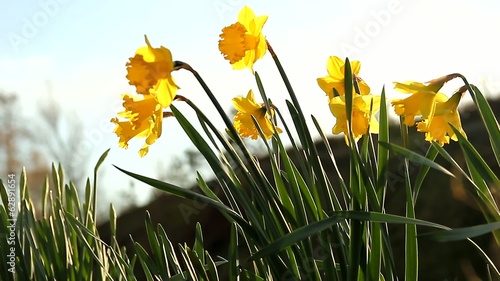 Daffodiles in the sun