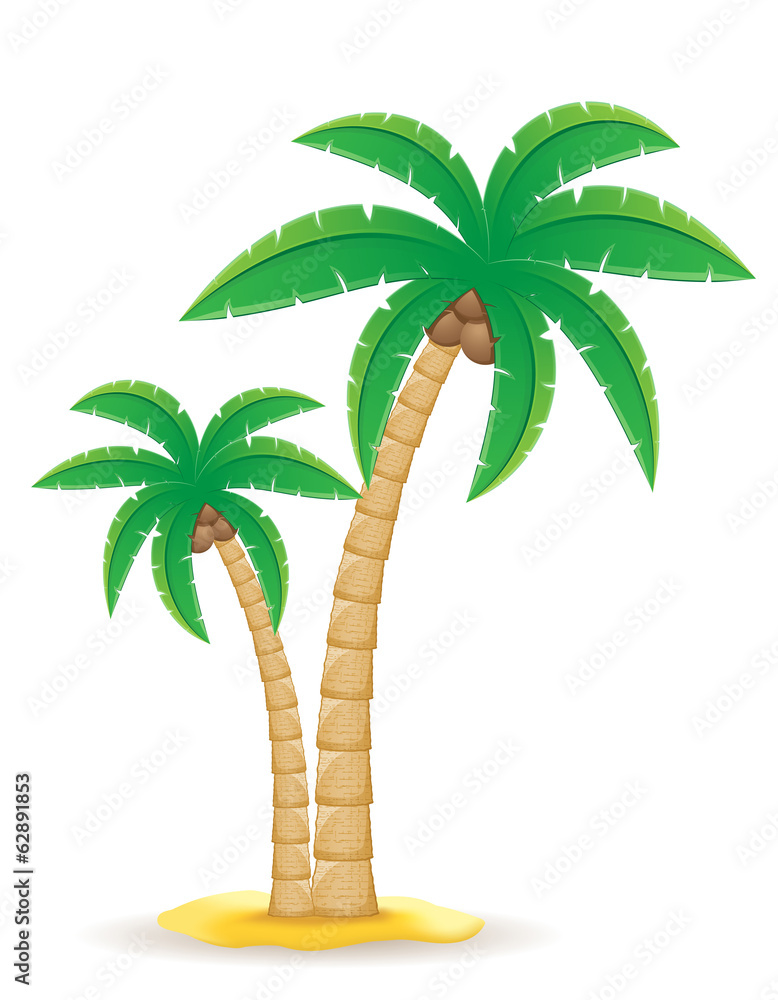Fototapeta premium palm tropical tree vector illustration