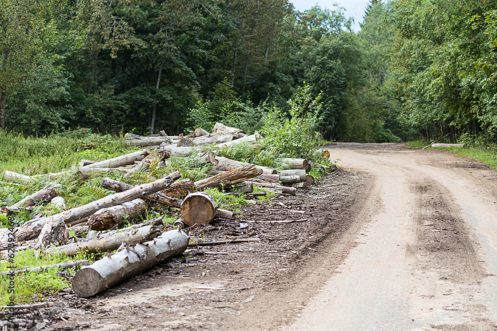 Obraz premium deforestation