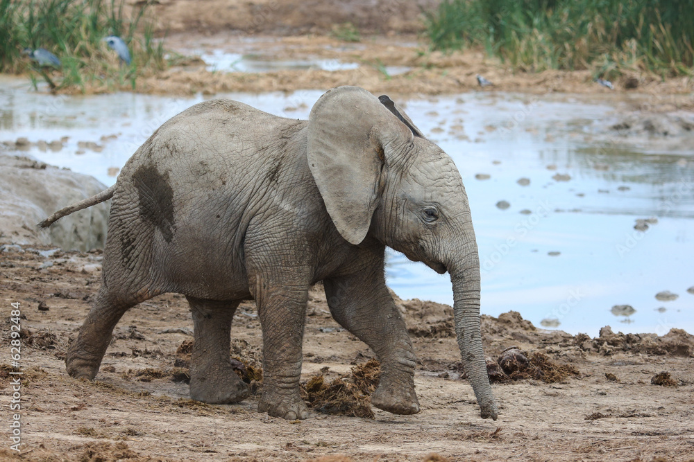 Fototapeta premium Baby African Elephant at Water Hole