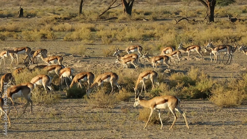 Herd of springbok antelopes feeding in Kalahari desert Herd of springbok antelopes feeding in Kalahari desert