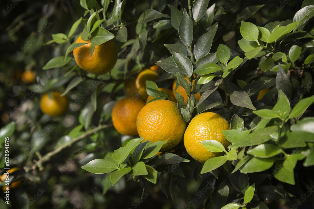 Mandarins on a branch Mandarins on a branch