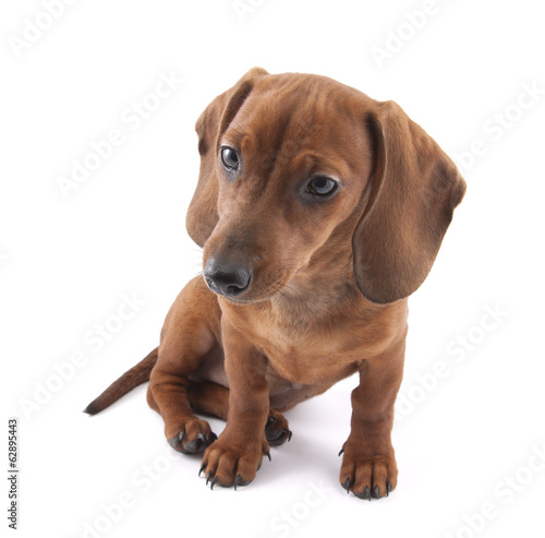 Dachshund puppy isolated on white background