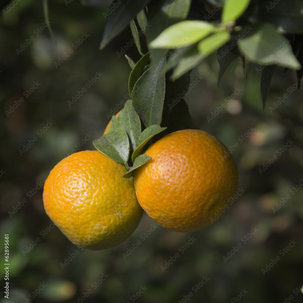 Mandarins on a branch Mandarins on a branch