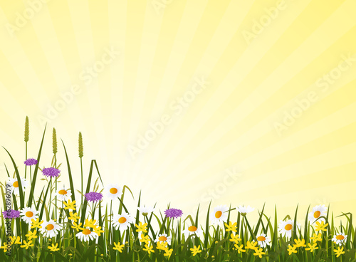 Sunny wild flower meadow