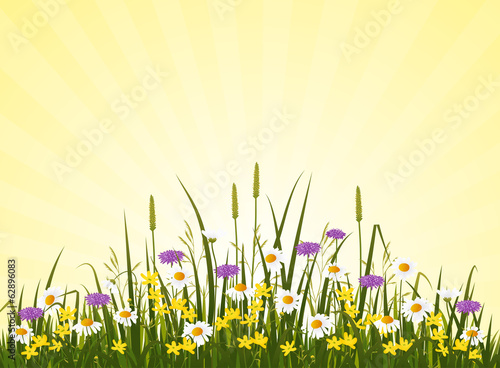 Fototapeta Naklejka Na Ścianę i Meble -  Sunny wild flower meadow