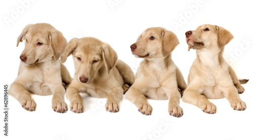 Fototapeta Naklejka Na Ścianę i Meble -  Brood beige puppies