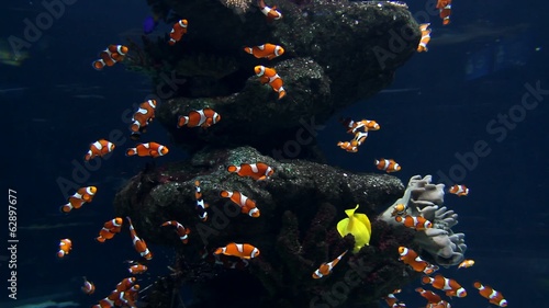 Clown fishes and zebrasoma yellow fish in aquarium