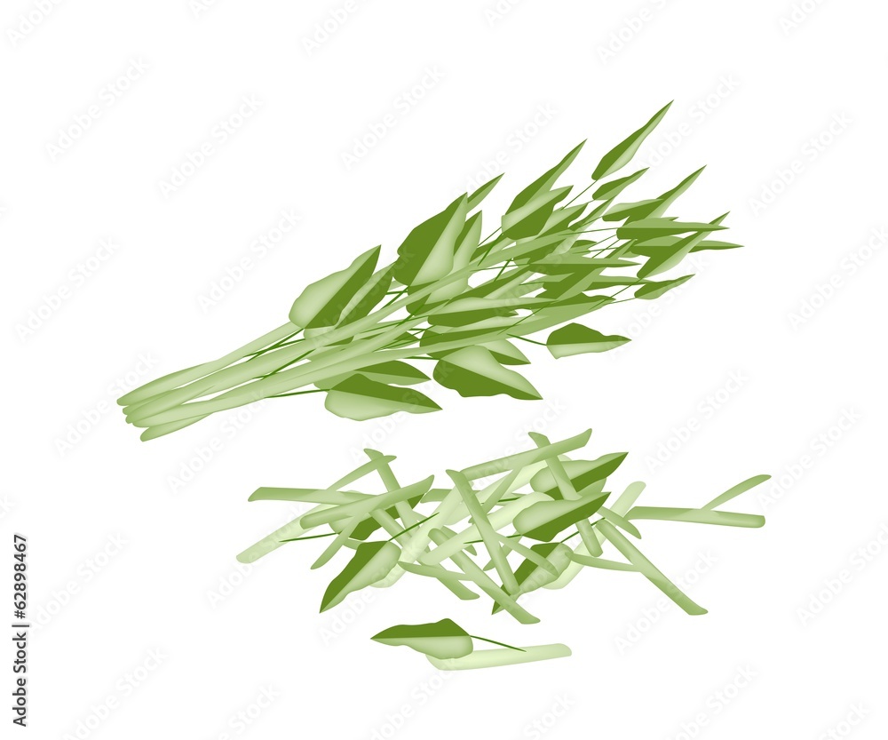 Fototapeta premium Fresh Water Spinach on A White Background