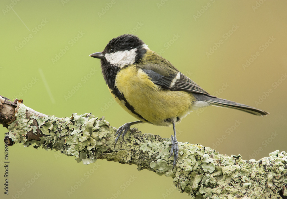 Fototapeta premium Ave bajo la lluvia