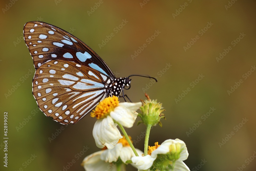 Fototapeta premium Beautiful butterfly on a flower in the botaincal garden of Chiang mai
